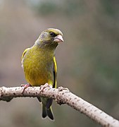 European greenfinch (Chloris chloris)