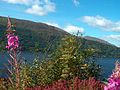 Natua (Weidnroserl) in de Highlands vo Schottland