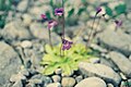 Pinguicula vulgaris L. — Grassette vulgaire. — (Common butterwort). Carnivorous plant, Mc Donald River[27] bank