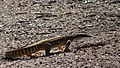 sand goanna