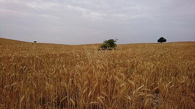 Field ready for harvesting