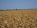 Scorched cornfield in Castroville