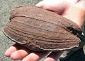 Volcanic bomb found in the Cinder Cones region of the Mojave National Preserve by Rob McConnell.