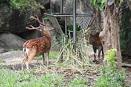 Formosan sika deer