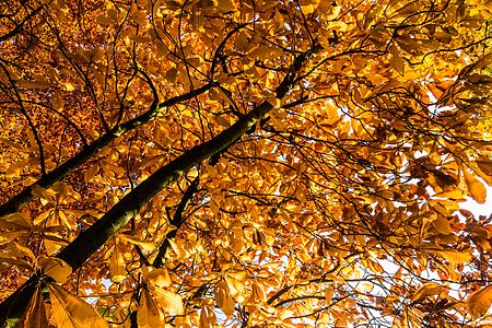 Aesculus hippocastanum (Horse-chestnut)