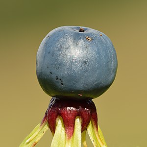 Paris quadrifolia fruit - Keila