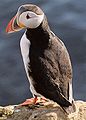 Atlantic puffin Fratercula arctica lunde