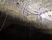 Two New Zealand glowworms (Arachnocampa luminosa) from the Waitomo Caves of New Zealand