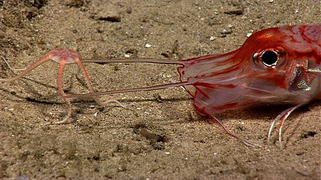 Armored sea robin with brittle star