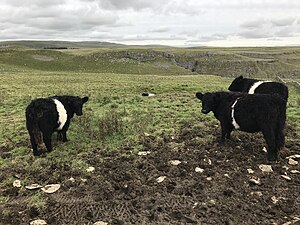 In the Yorkshire Dales