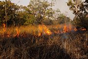 Incendi de la sabana al parc