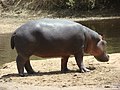 Image 16Hippopotamus at the Benoue National Park (from Tourism in Cameroon)