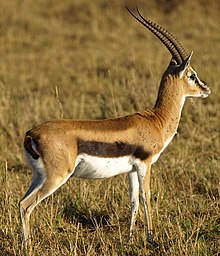 Thomsons-gazelle.jpg