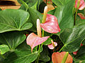 Anthurium andraeanum (Flamingo Lily)