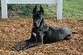 Great Dane