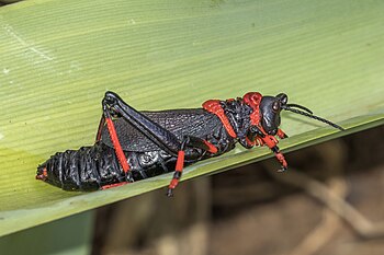 Dictyophorus spumans