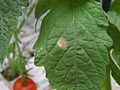 Tomatenblatt mit Branntfleck durch Tropfwasser