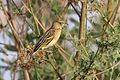 Juvenile (with white eye) P. c. bohndorffi, Kenya