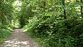 Forest path in June