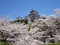 Image 38Sakura blossoms with Himeji Castle in Hyōgo Prefecture in April (from Geography of Japan)