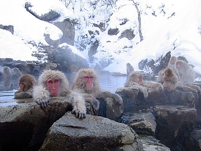 Jigokudani hotspring in Nagano Japan