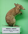 western barred bandicoot