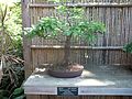 Bonsai - Tamarindus indica