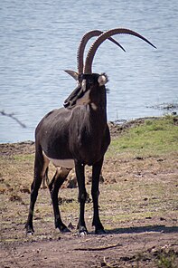 Sable Antelope