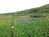 焼石神社付近はお花畑が広がる