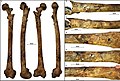 Burial 15. Perimortem fractures on the left femur.