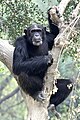 chimpanzee