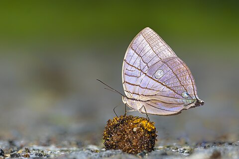 Close wing position of Amathuxidia amythaon (Doubleday, 1847) - Koh-i-Noor puddling on rotten fruit