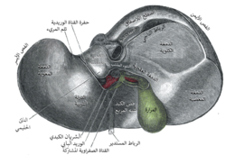 الواجهة السفلى للكبد.