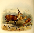 harnessed bushbuck