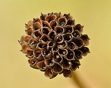 Trollius europaeus seed head - Keila