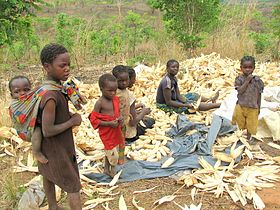 Peeling corn, Zambia