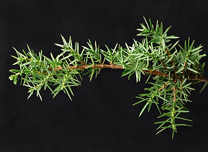 Juniperus communis (Common Juniper)