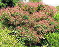 Typická rastlina: Cotinus coggygria