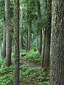 Hemlock Forest