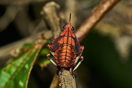 Kalidasa lanata nymph