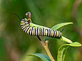 39 Monarch caterpillar (23229) uploaded by Rhododendrites, nominated by Rhododendrites,  14,  0,  0