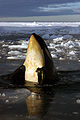 Orca whale off Ross Island