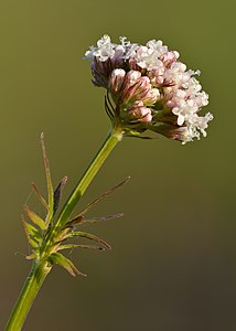 Valeriana officinalis - Niitvälja