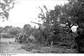 Servants d'un 17-cm K18 camouflant leur pièce (France, juin 1944)