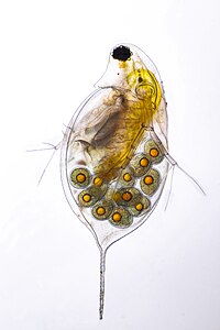 Daphnia.sp