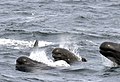 long-finned pilot whale