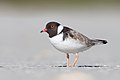 Image 23 Hooded Plover Photo: JJ Harrison The Hooded Plover (Thinornis rubricollis) is a species of bird endemic to southern Australia and Tasmania. It was described in 1789. There are two subspecies, neither of which (as of 2011) is known from a population of more than 5,000 individuals. More selected pictures