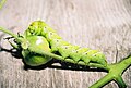 Hornworm