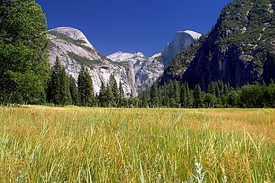 Yosemite meadows