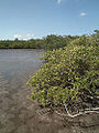 Mangrove in Florida, United States